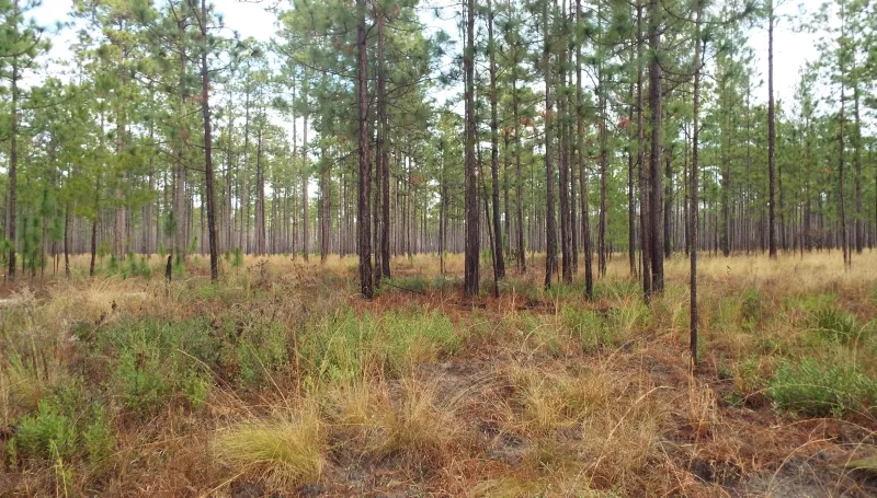 Longleaf pines are characterized by large cones, long needles and flat-top crowns when mature. Ft. Stewart is a key refuge for this threatened ecosystem.