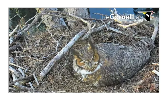 The Owl Who Shall Not Be Named continues to sit on her eggs atop a pine tree on the edge of a golf course on the Landings.