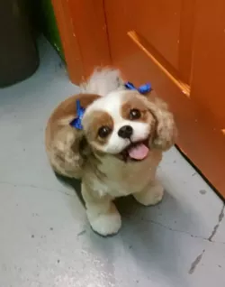Best Pet Grooming Shop