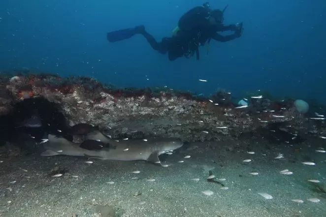 DIver swimming over nurse shark under a ledge at Gray's Reef National Marine Sanctuary. Pic by Greg McFall of NOAA.