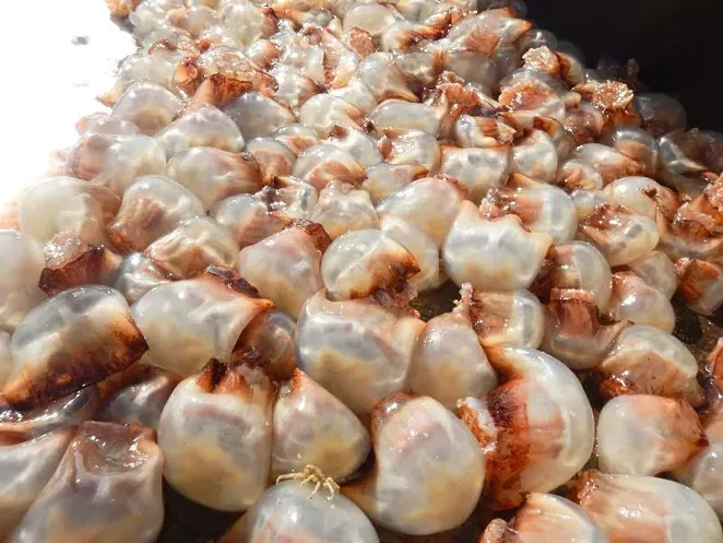 Cannonball jellyfish, also known as jellyballs. Photo courtesy of the UGA Marine Extension and Georgia Sea Grant.
