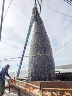The jellyball fishery is one of the most lucrative in Georgia. UGA Marine Extension and Georgia Sea Grant.