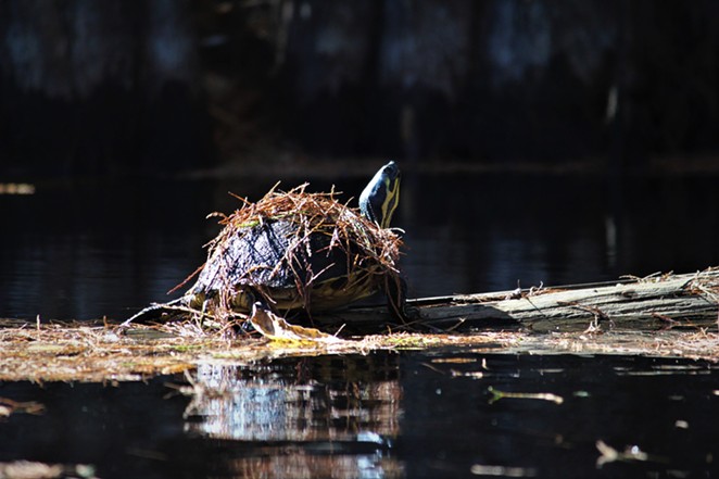 Wesley Hendley's photo of a pond slider turtle won in the Funny Wildlife category in the Ogeechee Riverkeeper photo contest. - WESLEY HENDLEY