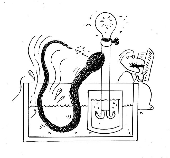 Can you harness electricity from electric eels?