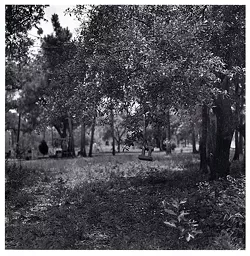 Carrie Mae Weems (American, b. 1953). Box spring in tree, 1992, gelatin silver print. Courtesy Jack Shainman Gallery