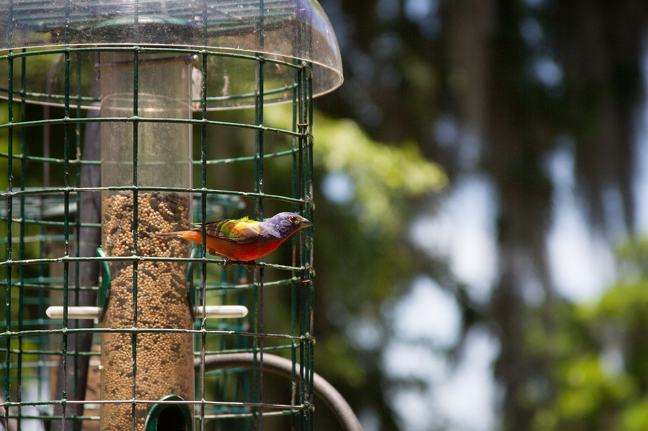 A Painted Bunting at the feeders behind the UGA Aquarium. These birds return from their winter grounds in Central and South America to nest along Coastal Georgia in the spring and summer months. Photo courtesy of Marine Extension and Georgia Sea Grant.