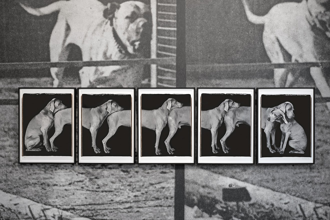 "The Dog Show" –  William Wegman, "Frieze," 2000, large-format Polaroid prints, 30 x 110 in. SCAD Museum of Art Permanent Collection | Photography Courtesy of SCAD