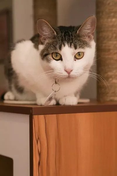 pounce_cat_cafe-1x4a0050.jpg