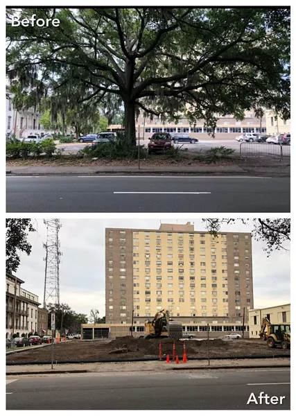 Before/after shot of the laurel oak that stood on the Drayton corridor.