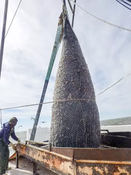 The jellyball fishery is one of the most lucrative in Georgia. UGA Marine Extension and Georgia Sea Grant.