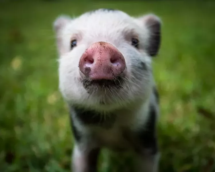 pigs1-1-9650e4f22332c22e.jpg