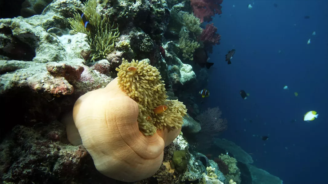 gray_s_reef--the_last_reef_3d_photo-_d.j._roller.jpg