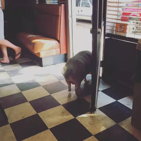 Do you know the pig's name? If so, The Original Pinkie Masters is definitely one of your Third Places.