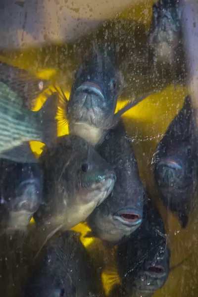 Almost ready to harvest, these tilapia were raised in a closed loop that uses fish waste as fertilizer to grow fresh vegetables. - PHOTOS BY JON WAITS /@JWAITSPHOTO