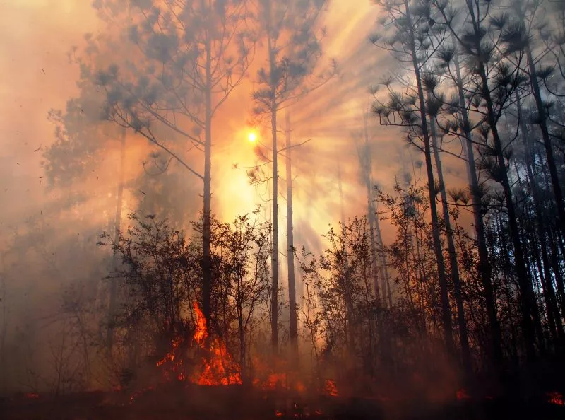 "Sun Through Smoke and Fire in Longleaf" by Randy Tate.