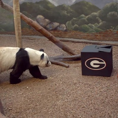 VIDEO: Giant Panda at Zoo Atlanta makes Peach Bowl Playoff pick