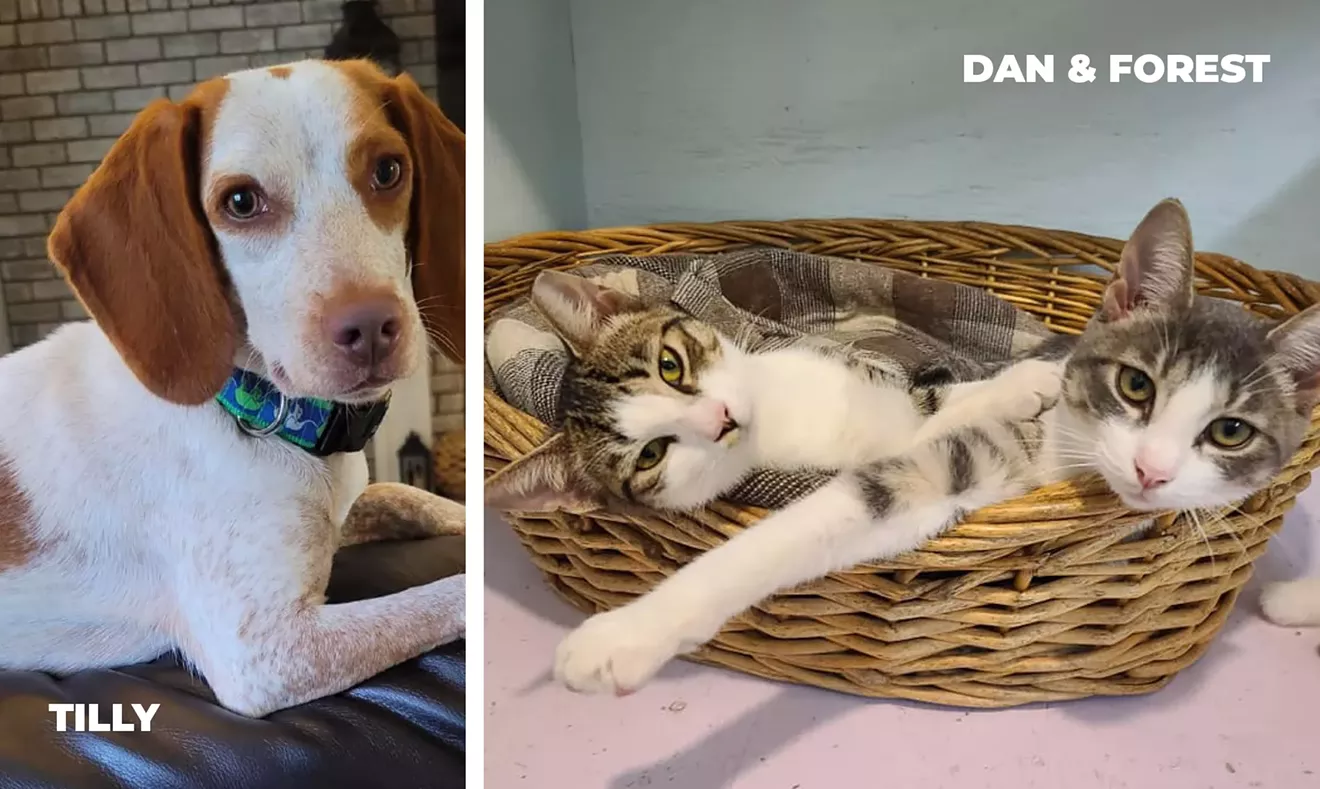 PETS OF THE WEEK - Vimarsana News