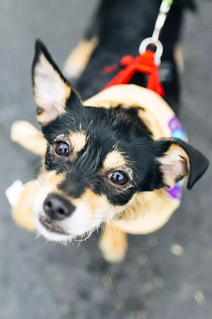 Give this guy a day!  - KATHY TRAN