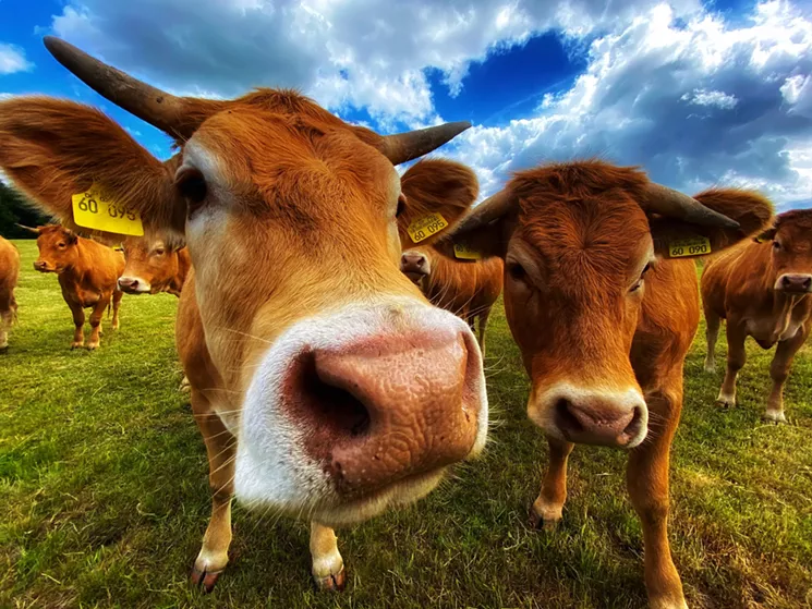 Poison Calls Skyrocket as Texans Treat COVID-19 with Ivermectin, a Livestock Dewormer Poison Calls Skyrocket as Texans Treat COVID-19 with Ivermectin, a Livestock Dewormer