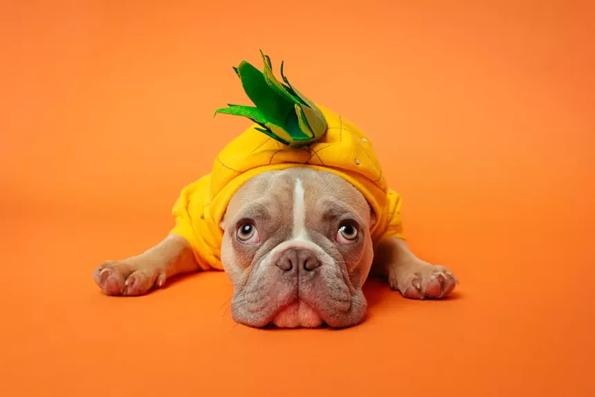 Dress up your dog in its cutest or creepiest costume and take Fido down to a special "Halloween pawty" at the Shops at Park Lane Dog Park. - KARSTEN WINEGEART/UNSLPLASH