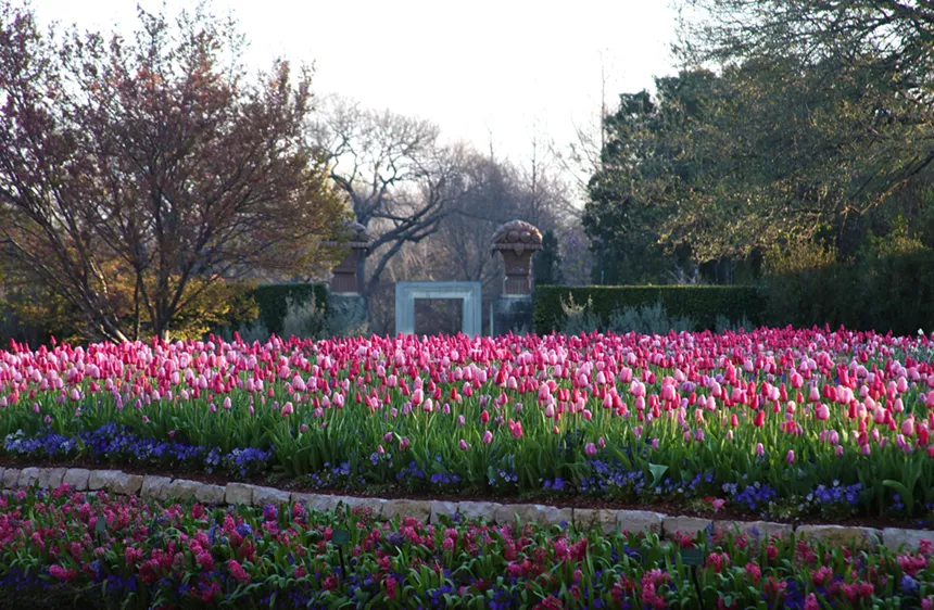 Learn how and why insects disguise themselves with nature's own patterns and designs, at the Dallas Arboretum. - COURTESY THE DALLAS ARBORETUM