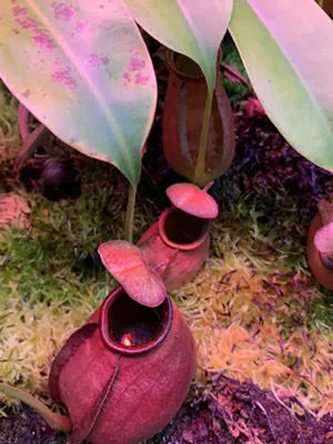 See the carnivorous Asian pitcher plant (Nepenthes bicalcarata) Saturday at Texas Triffid Ranch's open house. - COURTESY TEXAS TRIFFID RANCH