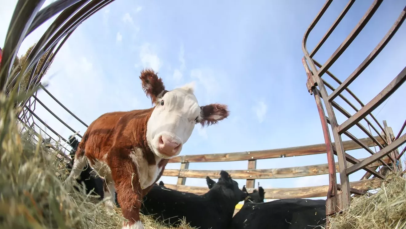 Yeehaw: 15 Things to Do for Free in Denver This Week