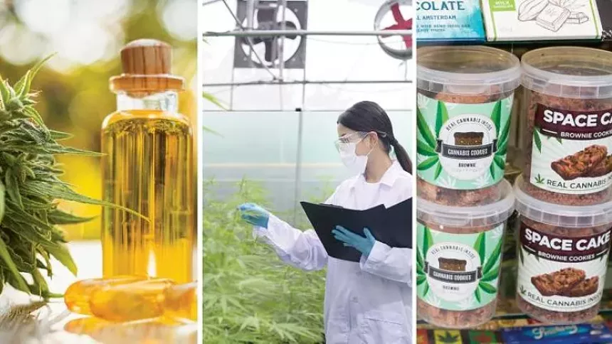 Community College of Denver now offers an associate degree in cannabis science, and it's not the only school with a pot program. - COMMUNITY COLLEGE OF DENVER