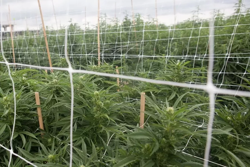 Los Sueños is one of North America's largest outdoor marijuana growing operations. - JACQUELINE COLLINS