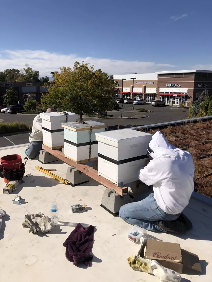 At each corporate location, there are typically three hives each containing around 50,000 bees. - FREE RANGE BEEHIVES