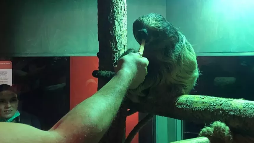 Catch Survival of the Slowest — and Flash the sloth — through January 9 at the Museum of Nature & Science. - ALEXANDER ELMORE