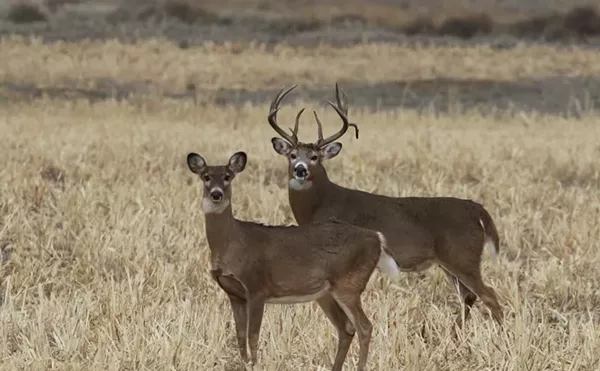 Could Rocky Flats or Rocky Mountain Arsenal Refuges Allow Hunting?