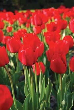 Plant Bulbs Now For A Colorful Spring Illinois Times