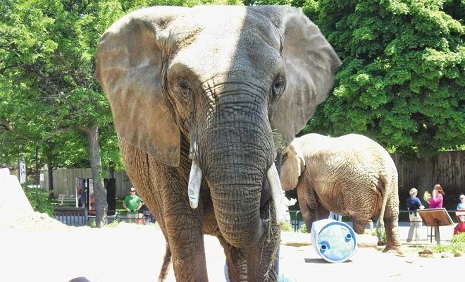 An elephant named Brittany, a former circus performer at the Milwaukee County Zoo. - PHOTO BY JOHN CAMPER