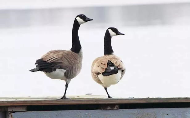 Second place, Liz Bennett Cheek of Spring Lake for “And They Said We Didn’t Have a Leg to Stand On.” Liz caught a pair of geese in a precarious pose on a dock in Tazewell County.