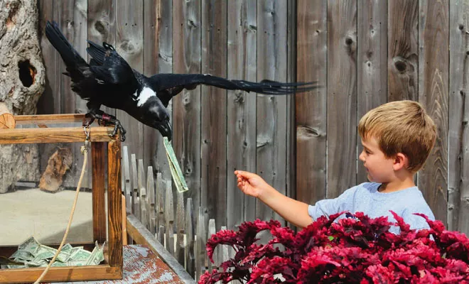 A white-necked raven named Hugnin collects donations after the Birds of Prey show. - PHOTO COURTESY OF THE MILWAUKEE COUNTY ZOO.