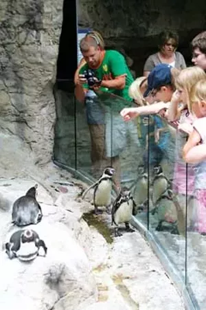 With nothing separating them but a low glass barrier, Humboldt penguins and visitors to the St. Louis Zoo get to know each other. - PHOTO BY ALAN SOLOMON/MCT