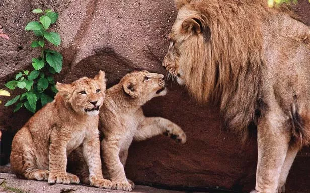 Chicago’s Lincoln Park Zoo is one of the oldest in the nation, offering a variety of wonders from farm animals to big cats. - PHOTO BY BILL HOGAN/MCT