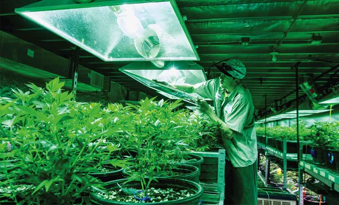 Growing marijuana is a complex and expensive enterprise. Yet the cost of doing business has not scared off hundreds of entrepreneurs. Sean Norton, of Medicine Man in Denver, cleans grow light covers inside the warehouse where the company grows 20,000 squa - PHOTO BY KAI-HUEI YAU/MCT