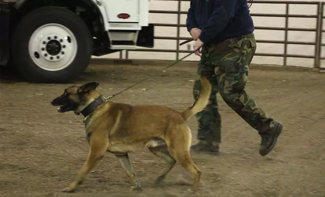 Springfield patrol officer Tim Day and his dog, Thor, head to search an end loader after determining a water truck holds no drugs during a training run. - PHOTO BY PATRICK YEAGLE