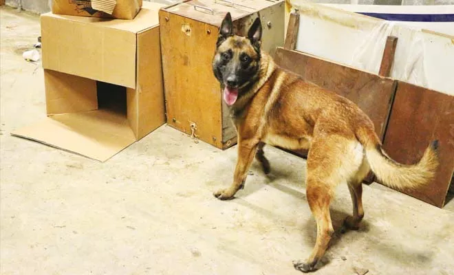 Thor, one of the Springfield Police Department’s six drug-sniffing dogs, waits for his handler to confirm that he found contraband in a desk drawer during a training exercise. - PHOTO BY PATRICK YEAGLE