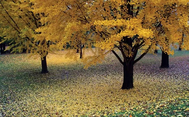Third place, Tom Ala of Springfield for “Ginkgo Yellow.” Ala’s photo was taken in Washington Park during the fall of 2010.