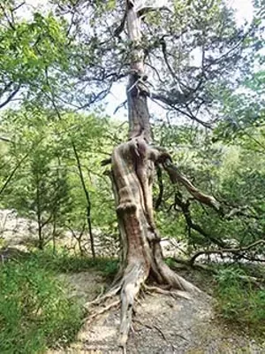Trees along the Rock Rim Bluffs like this one grew beautifully twisted hanging onto the bluff. - PHOTO BY CINDY LADAGE