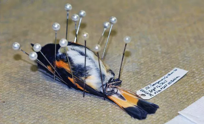 What do the birds tell us?