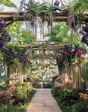 The Chicago Botanic Garden will host an orchid show featuring a tropical theme and more than 10,000 orchids February 9-March 24 indoors at the garden in Glencoe. - PHOTO COURTESY CHICAGO BOTANIC GARDEN