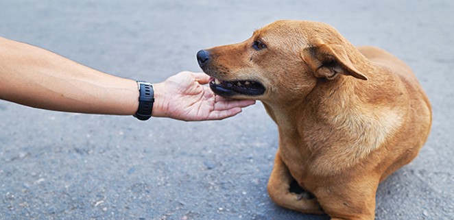 Found a stray dog? You might soon be on the clock