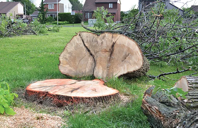 Because of the ash borer, Springfield has cut down hundreds of ash trees and plans to take down 2,000 more.