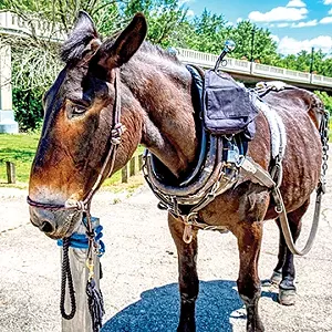 Larry, a 26-year-old mule, is harnessed to pull a replica canal boat along the Illinois and Michigan Canal at LaSalle, Illinois. The boat holds up to 75 passengers, who can enjoy a one-hour slow cruise on the canal. - PHOTO BY RANDY VON LISKI