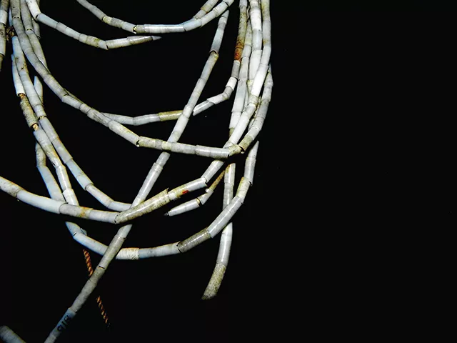 Dentalium (tusk shell) necklaces collected by Gerhardt Laves (University of Chicago) in 1930 from Bardi Jawi in Cape Leveque, Australia. These necklaces will be returned to the Bardi Jawi as part of the ISM repatriation effort. - PHOTO BY CLAIRE MARTIN.