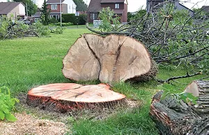 Because of the ash borer, Springfield has cut down hundreds of ash trees and plans to take down 2,000 more.